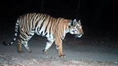 సీ-1 పులి