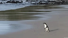Fiordland pengueni
