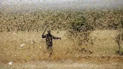 Африкада чигиртка балоси