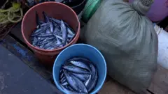 Uhaba wa samaki Kigoma