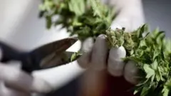 канабіс