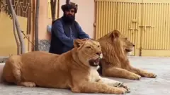 పెంపుడు సింహాలు