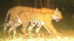 నాగార్జునసాగర్-శ్రీశైలం పులుల అభయారణ్యంలో అత్యాధునిక కెమెరాలు తీసిన ఫొటో