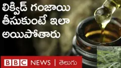 గంజాయి