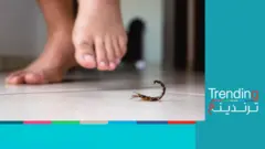 العقارب السامة تلدغ المئات في أسوان المصرية بسبب السيول