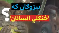په مکسیکو کې ګواډالاجارا ژوبڼ د دوو بورني بیزوګانو -"چې ځنګلي انسانان" بلل کېږي- زوکړه لمانځي. جانډي او مي-شا اوس د پنځو میاشتو دي.