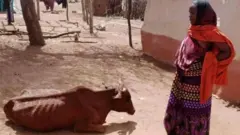 Dubartii sa'a hongeen miidhamtee ka'uu dadhabde ilaaltee gaddaa jirtu