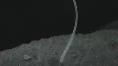 टी. म्याग्निफिका म्यान्ग्रोभ वनस्पतिका जरामा भएको माटोमा कुहिएको पदार्थमा आश्रित हुन्छ