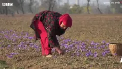 केसर