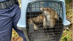 The captured fox in a cage