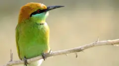 گرین بی ایٹر