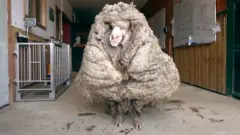Ovca iz Australije pronađena sa 35 kilograma vune na sebi.