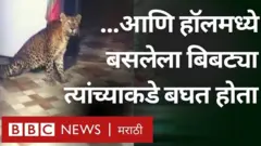 साताऱ्यात घरात शिरलेल्या बिबट्याला अखेर वनविभागाने पकडलं