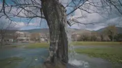 पेड़ से निकलता पानी