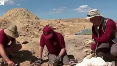 ਡਾਇਨਾਸੌਰਾਂ