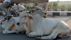 गाय