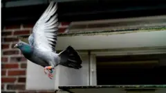 কবুতর