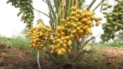 ఖర్జూర పంట