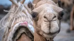 ዝሃመመ ግመል ዝበልዑ ሰባት