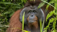 Indonesia’s capital moving to the forest