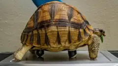 سلحفاة بثلاثة أرجل تتحرك على عجلات