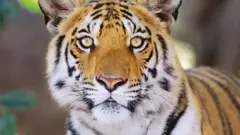 పులి