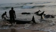 පානදුර වෙරළට ආ තල්මසුන්