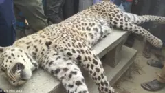 চিতাবাঘটি ফাঁদে আটকা পড়েছিলো।