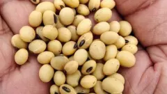 सोयाबीन