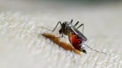 nyamuk aedes aegypti