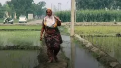 వ్యవసాయంలో రాణిస్తున్న మహిళ