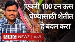 ऊस शेती