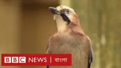 ম্যাজিকের মজা পাখিও বোঝে