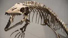 శిలాజాల వేలం పాట