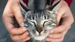 Кот