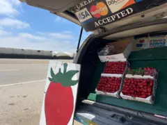 Carro com caixas de morango expostas no porta-malas
