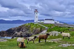 Una vista panorámica de un faro en Irlanda, con unas ovejas