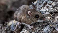 Um rato-do-campo da Califórnia empoleirado em um galho