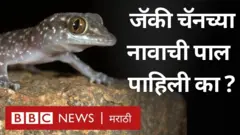 पालींविषयीचे समज-गैरसमज जाणून घ्या...