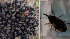 சமையல் எண்ணெய், எண்ணெய் பனை, ஆஃப்ரிக்க எண்ணெய் பனை வண்டுகள், விவசாயம்