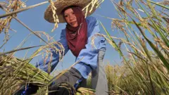 Seorang petani tengahg memanen padi di sebuah ladang di Didpig, Filipina. 