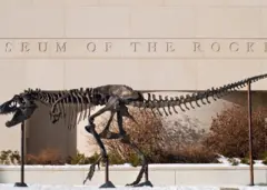 Un squelette en bronze exposé au musée de Montana