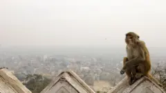 Um macaco está sentado sobre um muro irregular com vista para a cidade de Katmandu (Nepal) abaixo. Uma névoa branca e densa de poluição cobre o céu