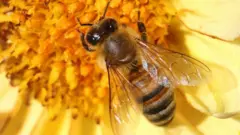 આબોહવા પરિવર્તન, મધ, મધમાખી