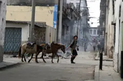 Un joven camina dos mulas por las calles de La Habana.