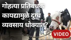 गोहत्या प्रतिबंधक कायद्यामुळे दुग्ध व्यवसाय धोक्यात?