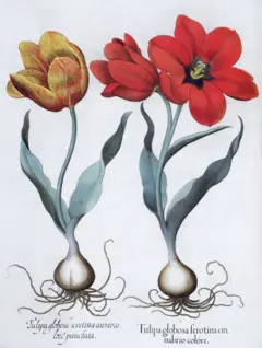 Dos tulipanes, rojo y amarillo