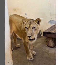 Imagem da leoa Leona