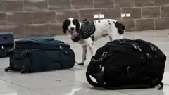 Um cão farejador ao lado de três malas no Aeroporto Internacional José Martí, em Havana.