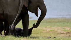 ኣደ ሓርማዝ ንዝሞተ ወዳ ንሰለስተ መዓልቲ እናጐተተት ትዘውር ነይራ